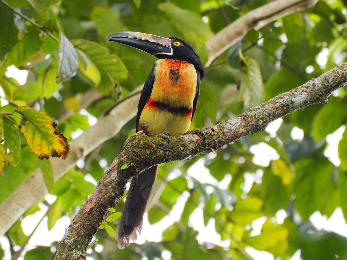 Paraiso Volcano Lodge Guayabo  ภายนอก รูปภาพ
