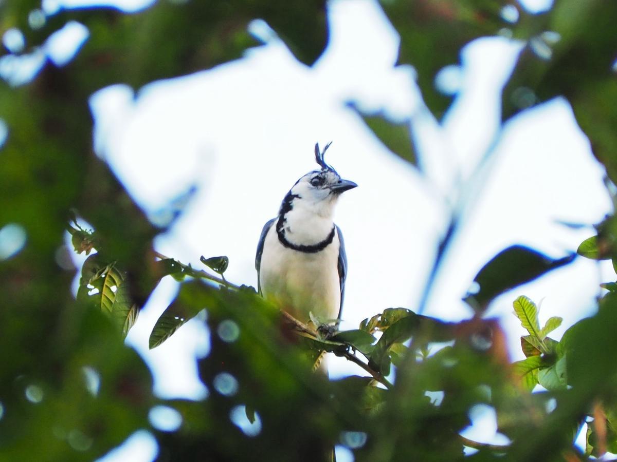 Paraiso Volcano Lodge Guayabo  ภายนอก รูปภาพ