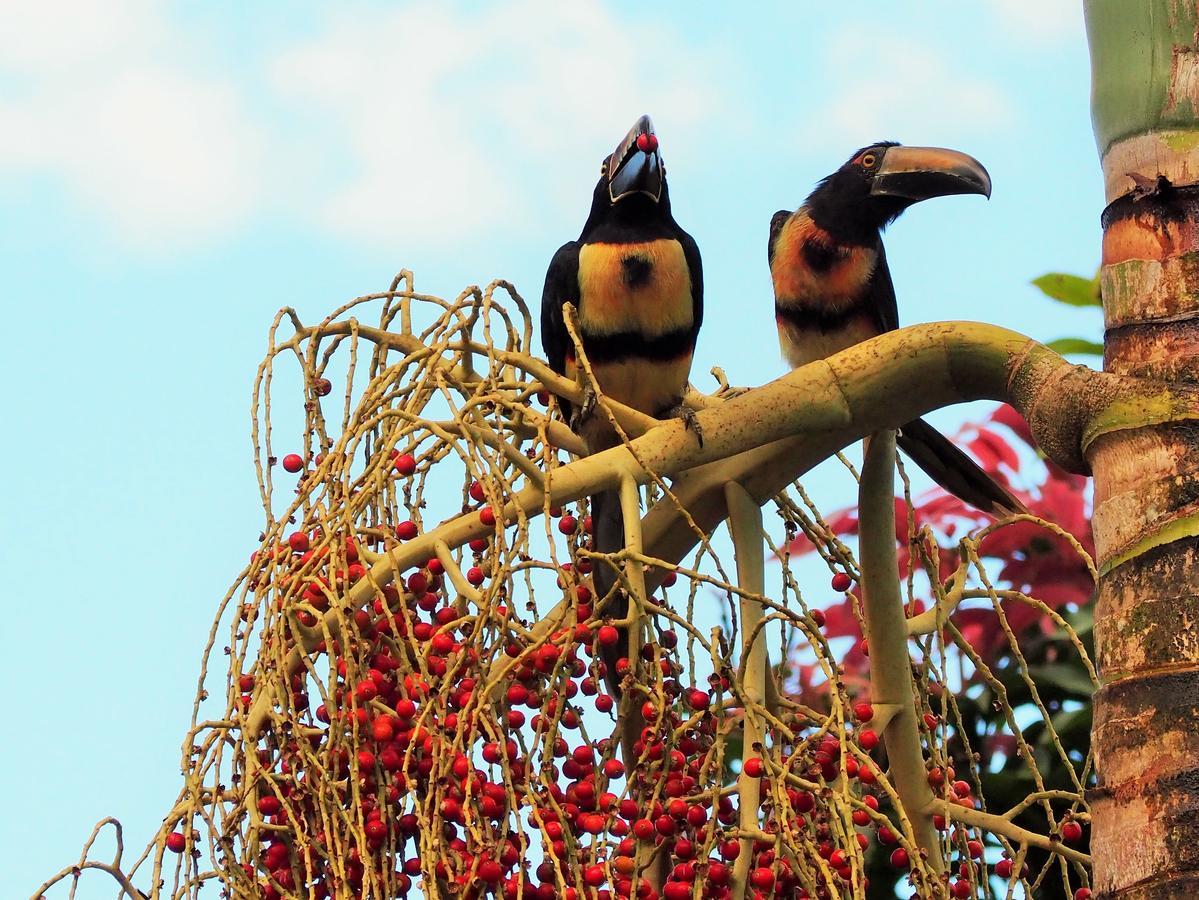 Paraiso Volcano Lodge Guayabo  ภายนอก รูปภาพ